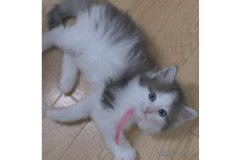 成約済の茨城県のノルウェージャンフォレストキャット-33500の2枚目